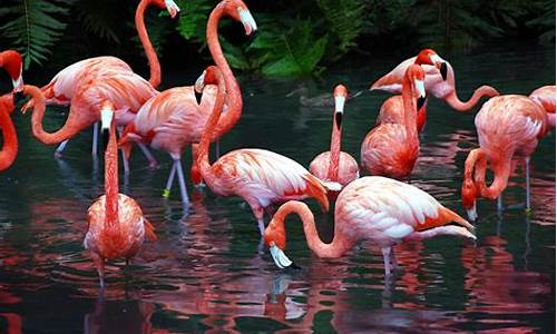 flamingo_flamingo是什么意思